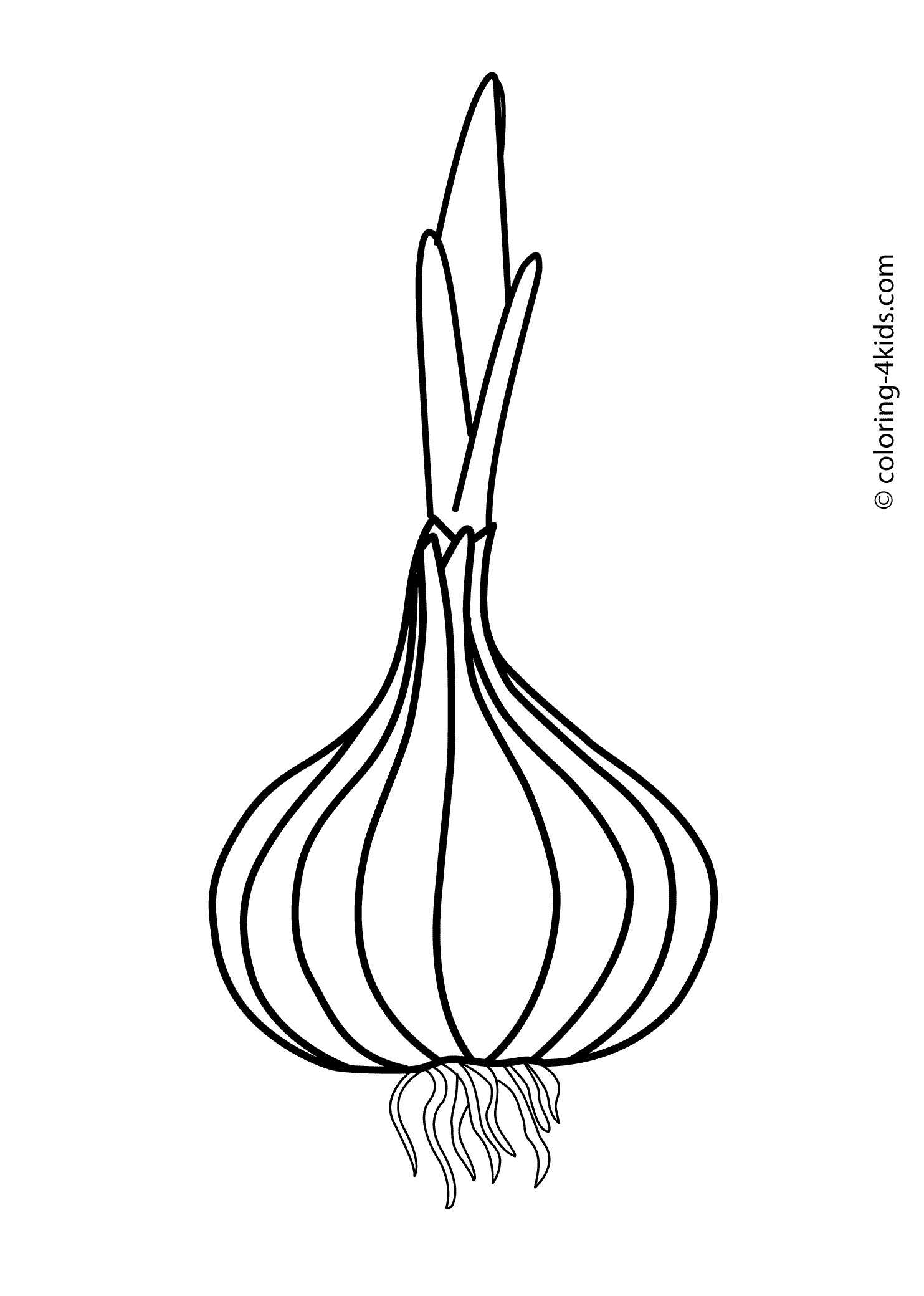 Allium coloring #7, Download drawings