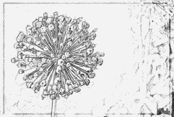 Allium coloring #11, Download drawings