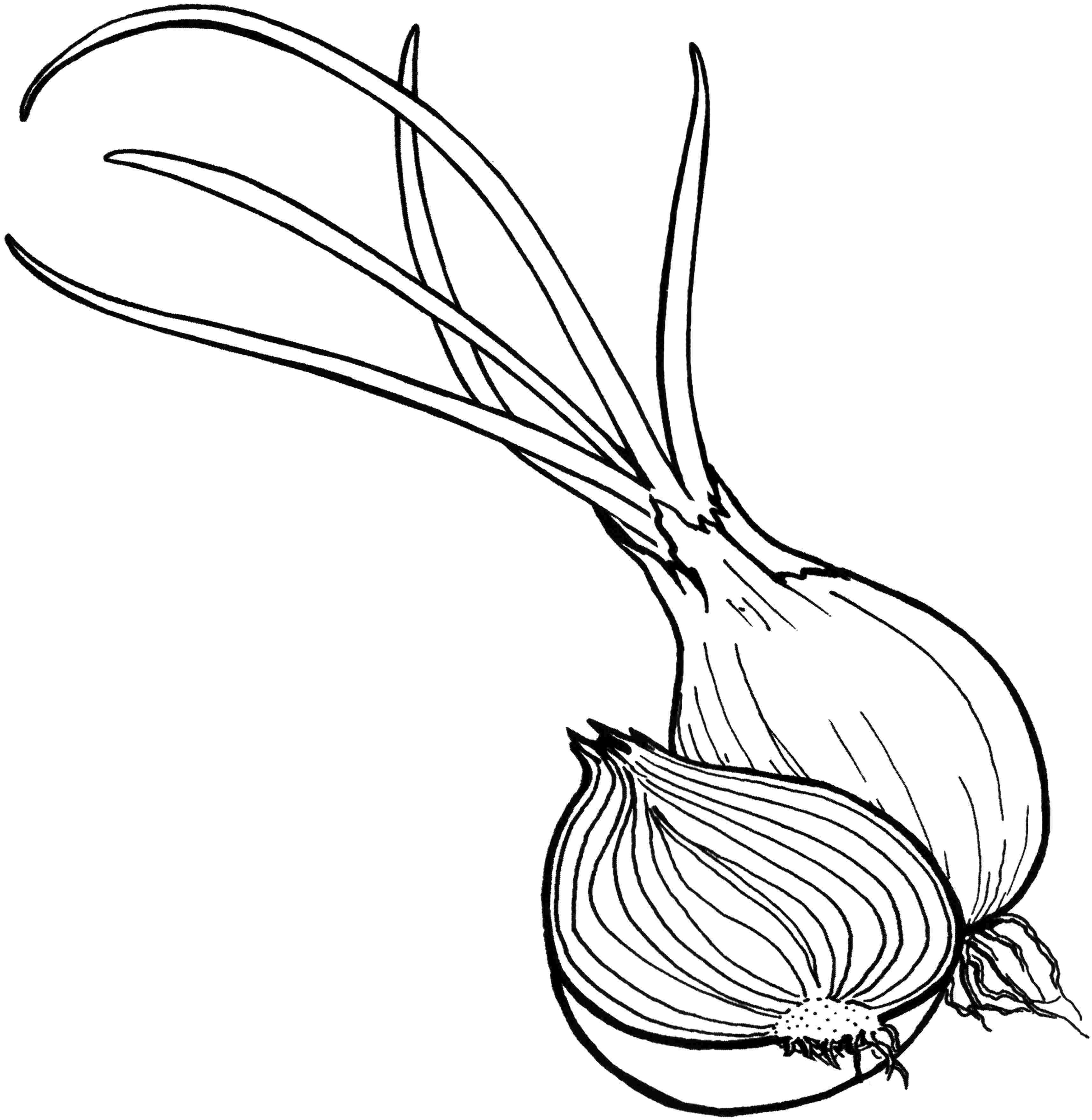 Allium coloring #15, Download drawings