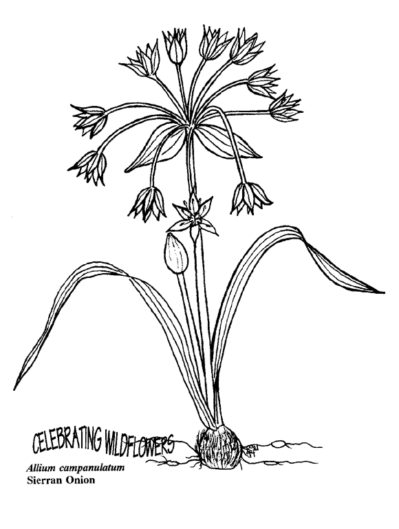 Allium coloring #4, Download drawings