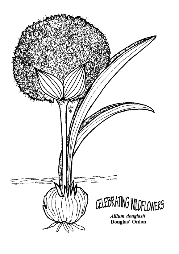 Allium coloring #8, Download drawings