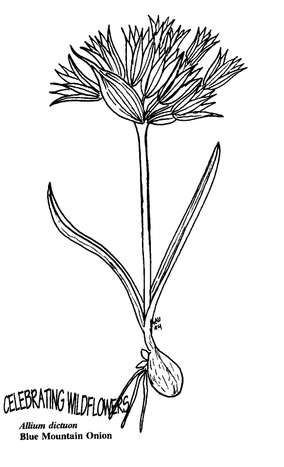Allium coloring #6, Download drawings