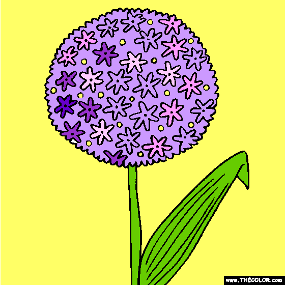 Allium coloring #3, Download drawings