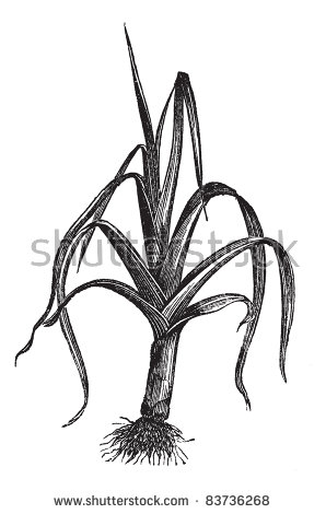 Allium svg #13, Download drawings