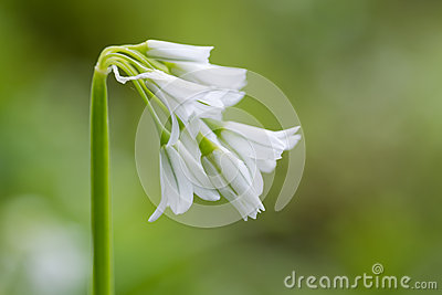 Allium Triquetrum clipart #9, Download drawings
