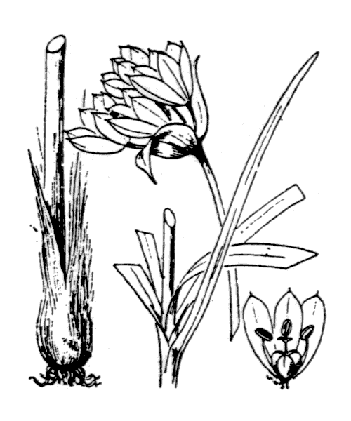 Allium Triquetrum coloring #6, Download drawings