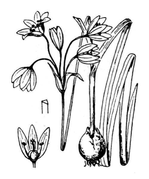 Allium Triquetrum coloring #5, Download drawings
