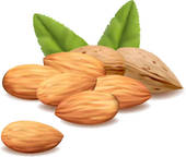Almond clipart #9, Download drawings