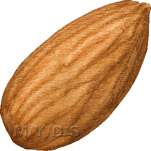 Almond clipart #2, Download drawings