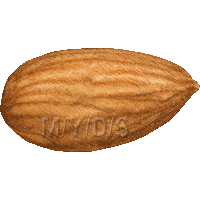 Almond clipart #15, Download drawings
