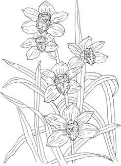Aloe Vera coloring #11, Download drawings