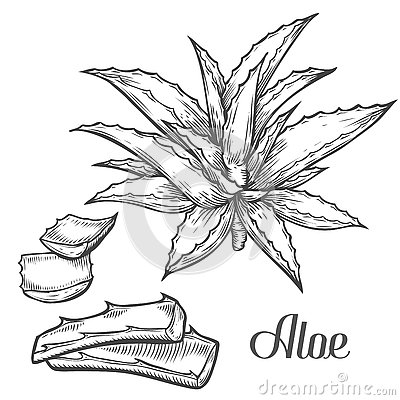 Aloe Vera coloring #18, Download drawings