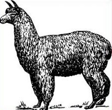 Alpaca clipart #19, Download drawings