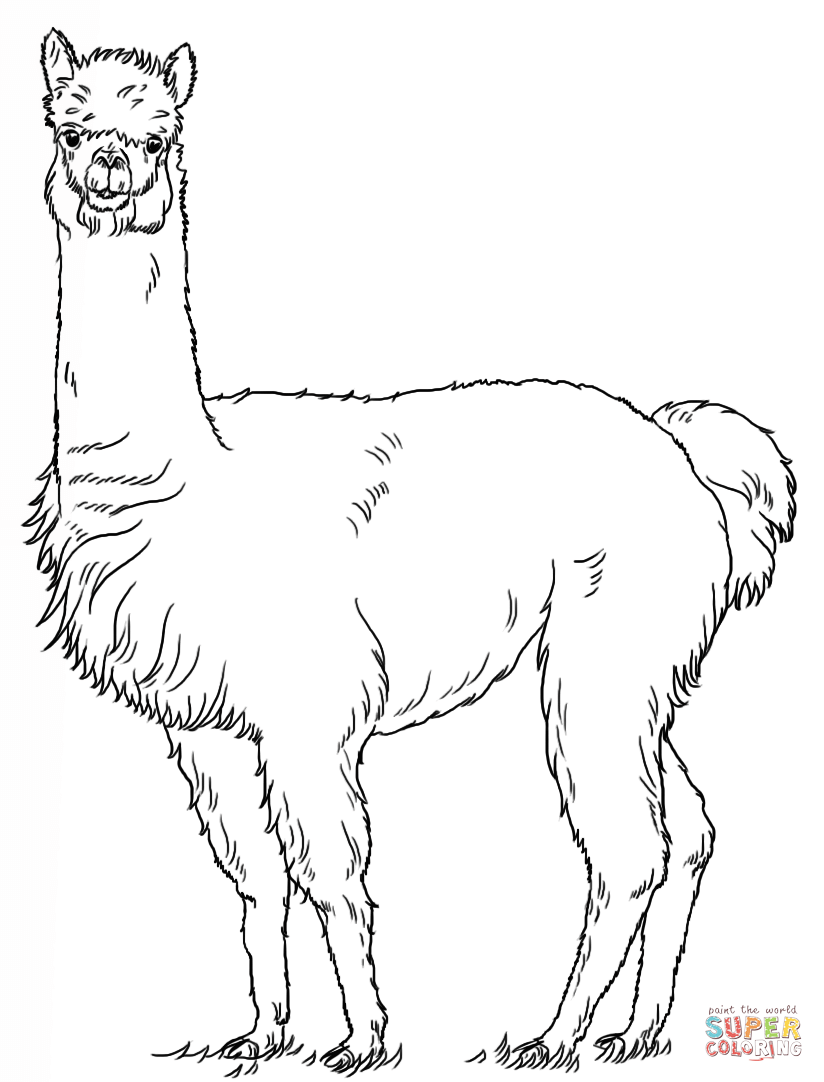 Alpaca coloring #20, Download drawings