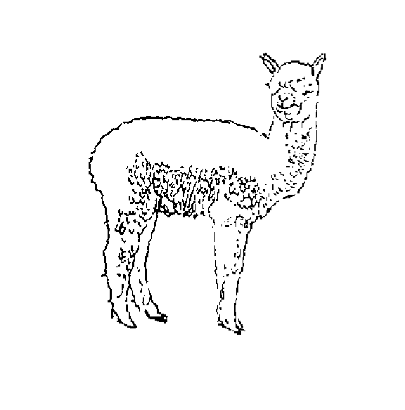 Alpaca coloring #14, Download drawings