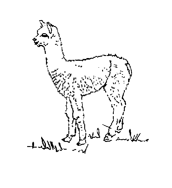 Alpaca coloring #13, Download drawings