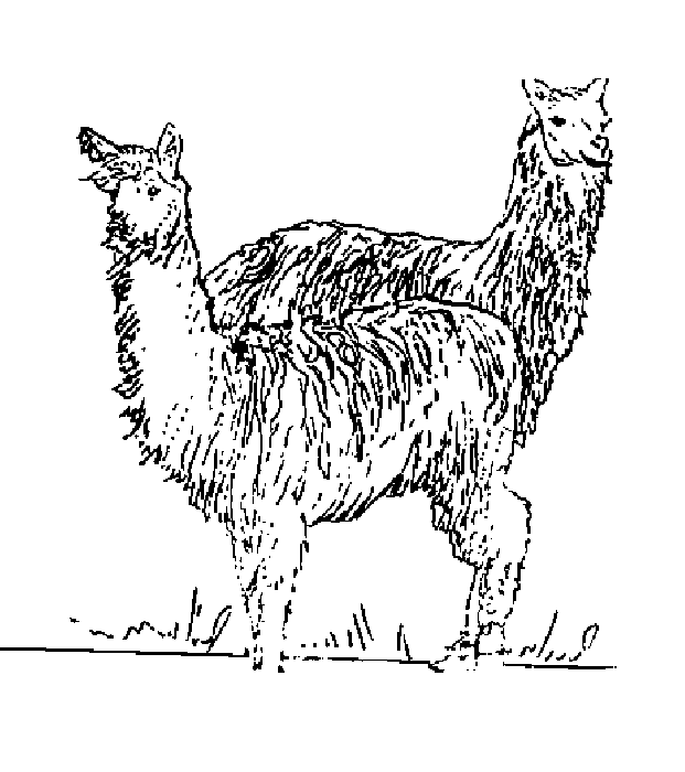 Alpaca coloring #17, Download drawings