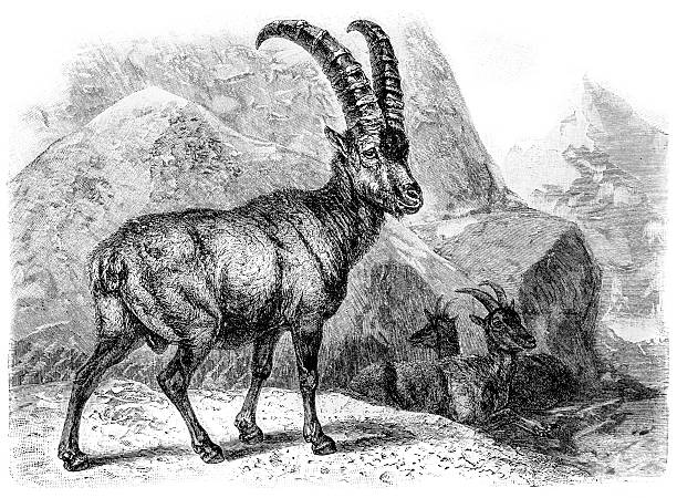 Alpine Ibex clipart #14, Download drawings