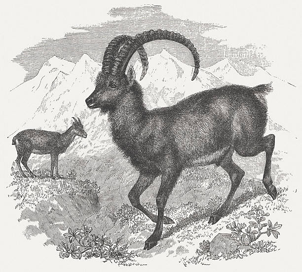 Alpine Ibex clipart #9, Download drawings