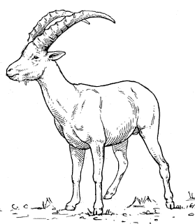 Alpine Ibex coloring #17, Download drawings