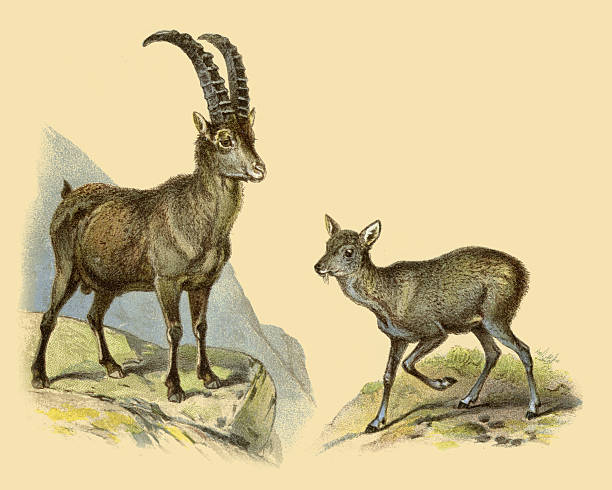 Alpine Ibex clipart #15, Download drawings