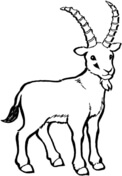 Alpine Ibex coloring #13, Download drawings