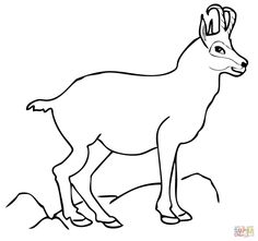 Alpine Ibex coloring #4, Download drawings
