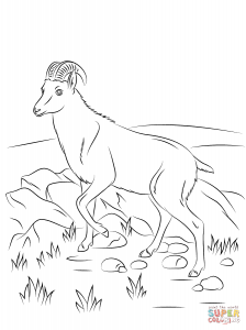 Alpine Ibex coloring #3, Download drawings