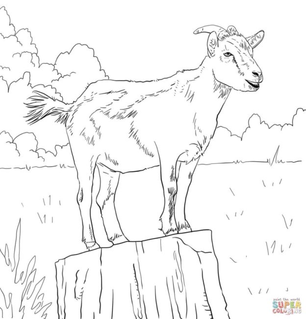 Alpine Ibex coloring #20, Download drawings