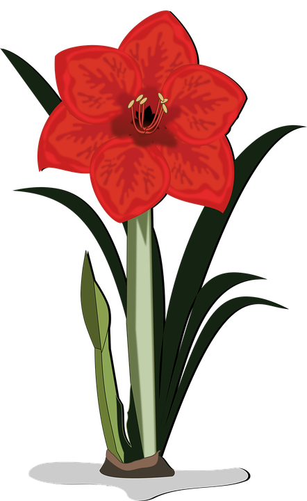 Amaryllis clipart #5, Download drawings