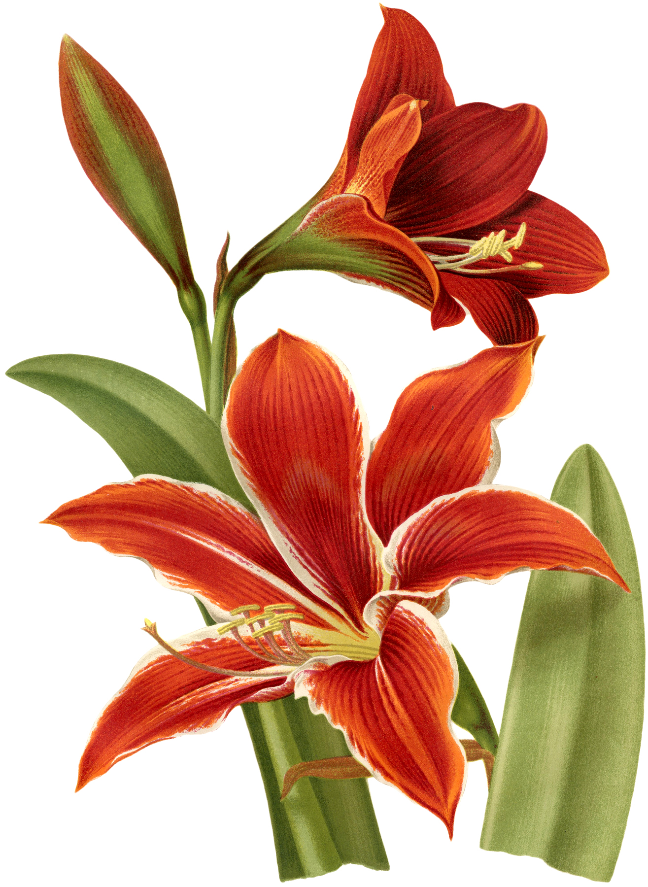 Amaryllis clipart #2, Download drawings