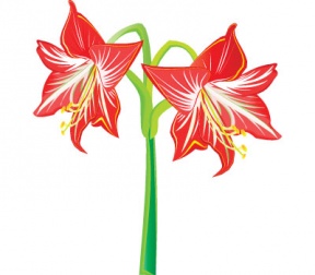 Amaryllis clipart #13, Download drawings