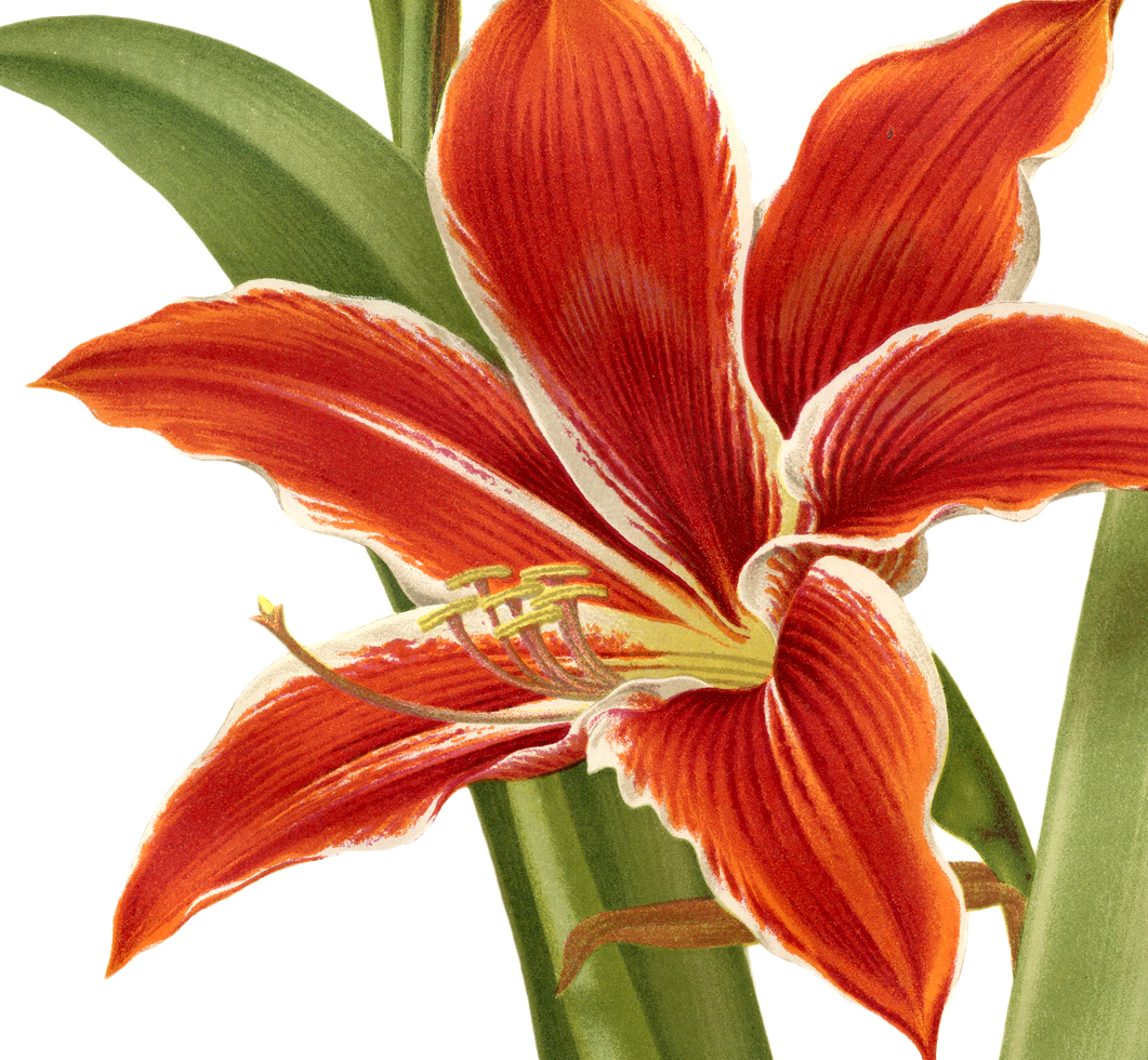 Amaryllis clipart #3, Download drawings