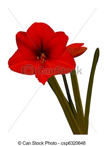 Amaryllis clipart #11, Download drawings