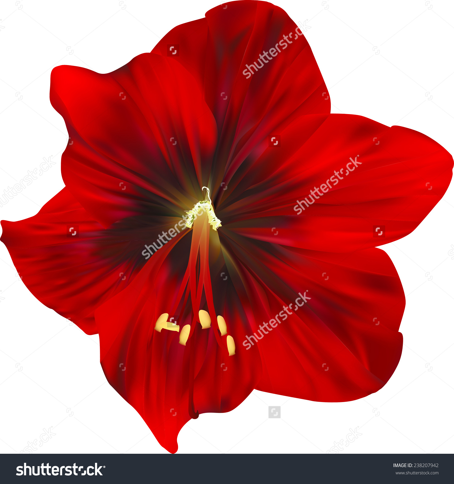Amaryllis clipart #6, Download drawings