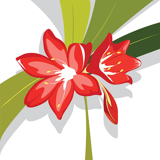 Amaryllis clipart #10, Download drawings