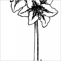 Amaryllis clipart #1, Download drawings