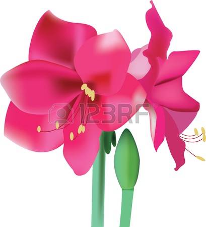 Amaryllis clipart #8, Download drawings