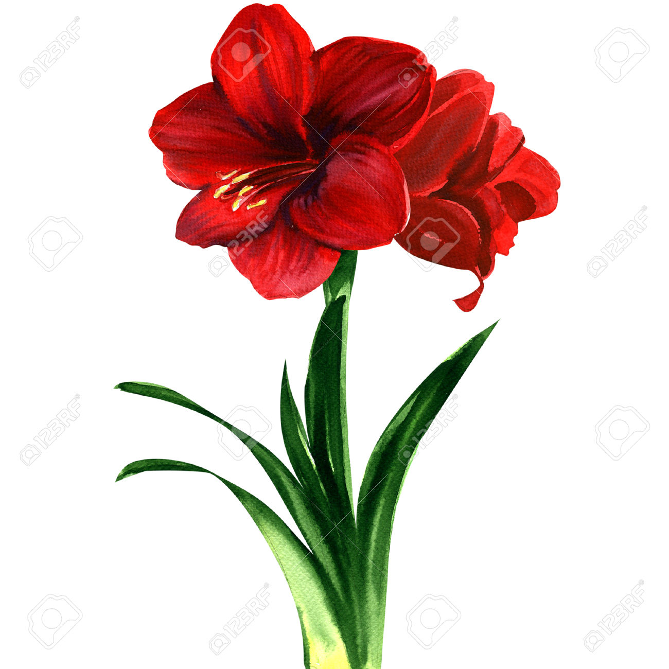 Amaryllis clipart #19, Download drawings