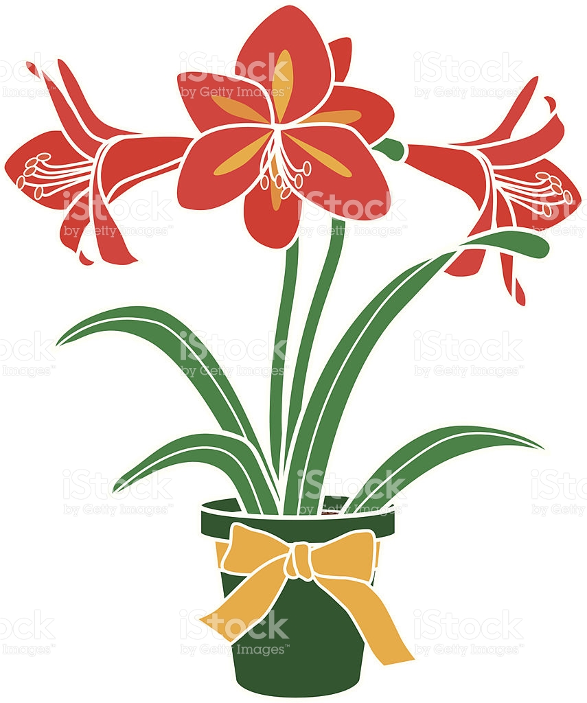Amaryllis clipart #14, Download drawings