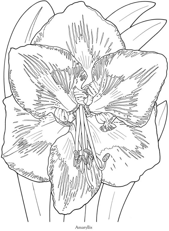 Amaryllis coloring #9, Download drawings
