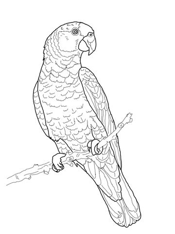 Amazon Parrot coloring #15, Download drawings