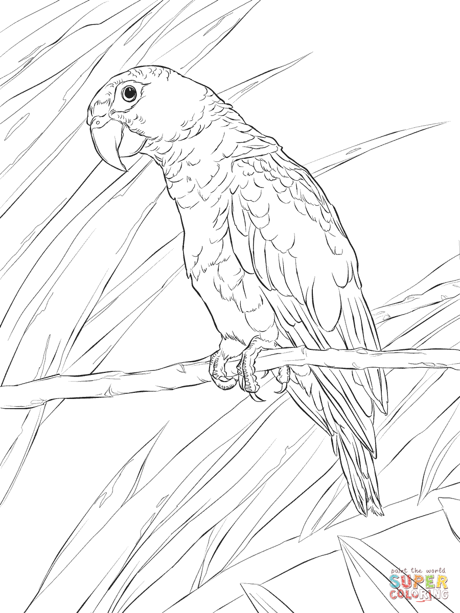 Amazon Parrot coloring #3, Download drawings