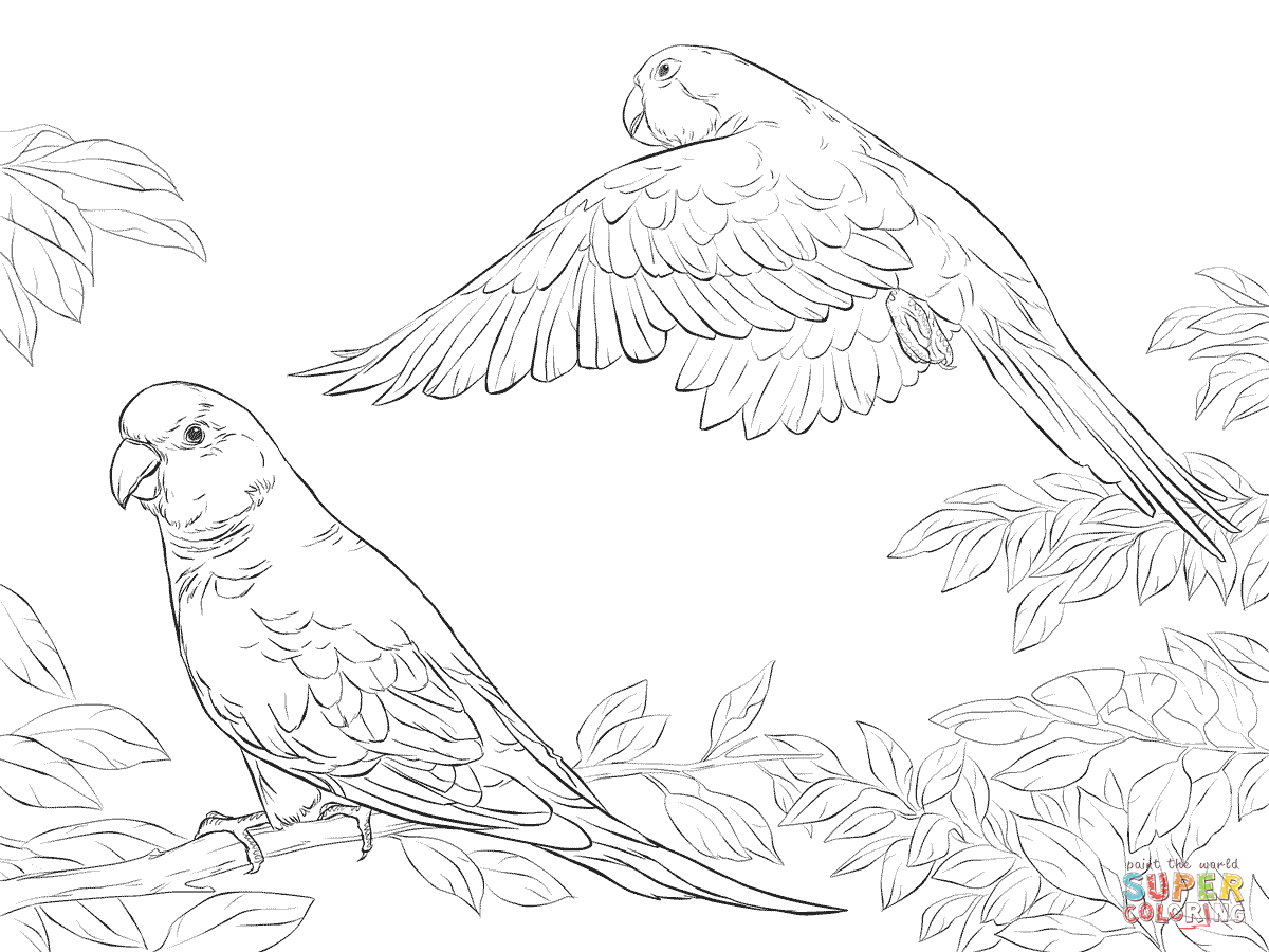 Amazon Parrot coloring #11, Download drawings
