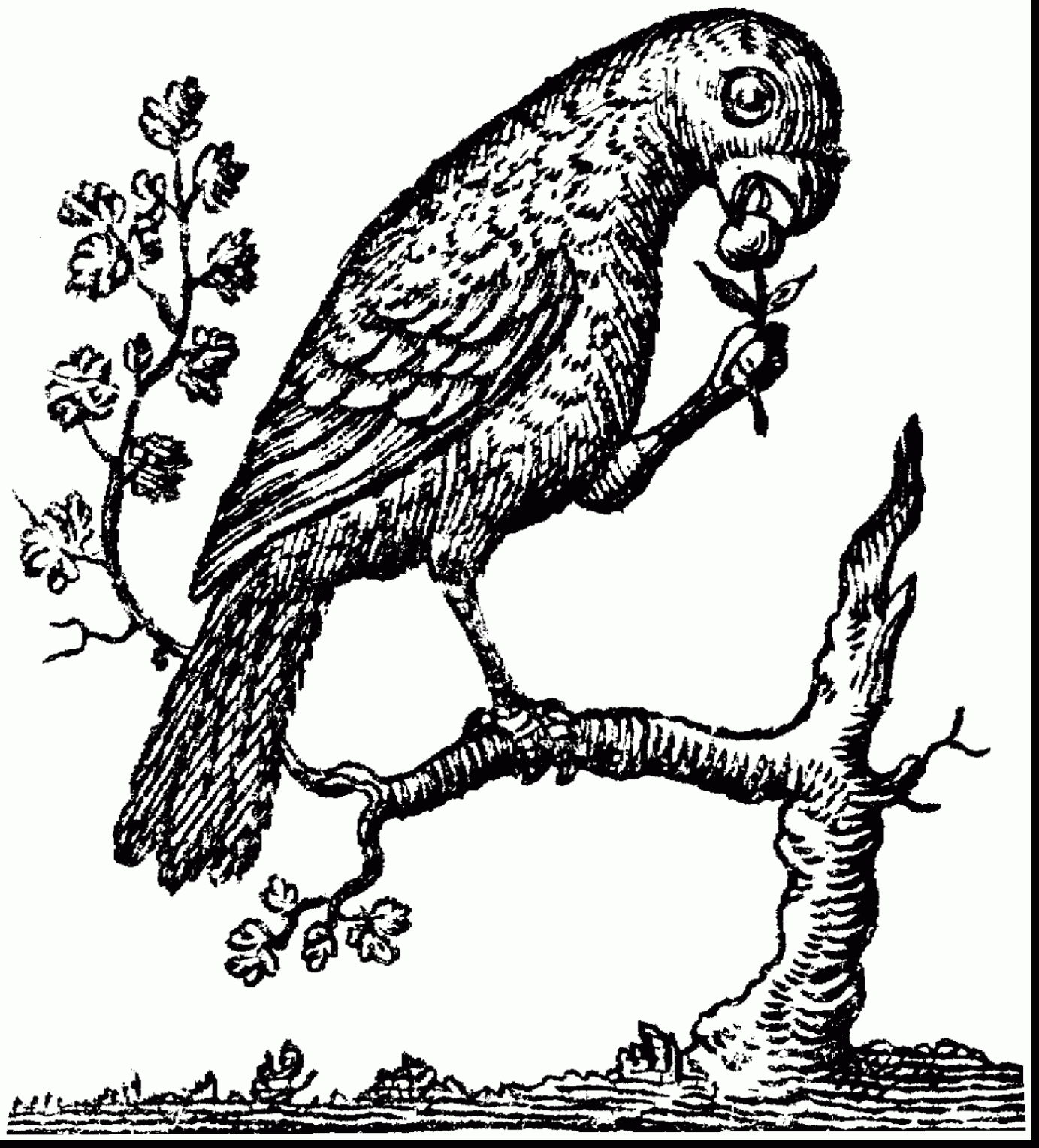 Amazon Parrot coloring #2, Download drawings