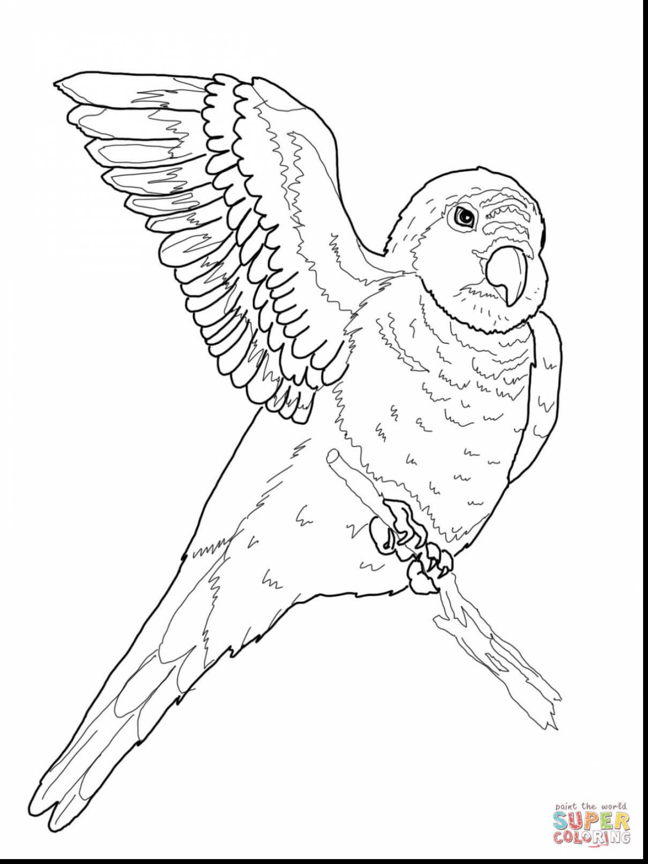 Amazon Parrot coloring #16, Download drawings