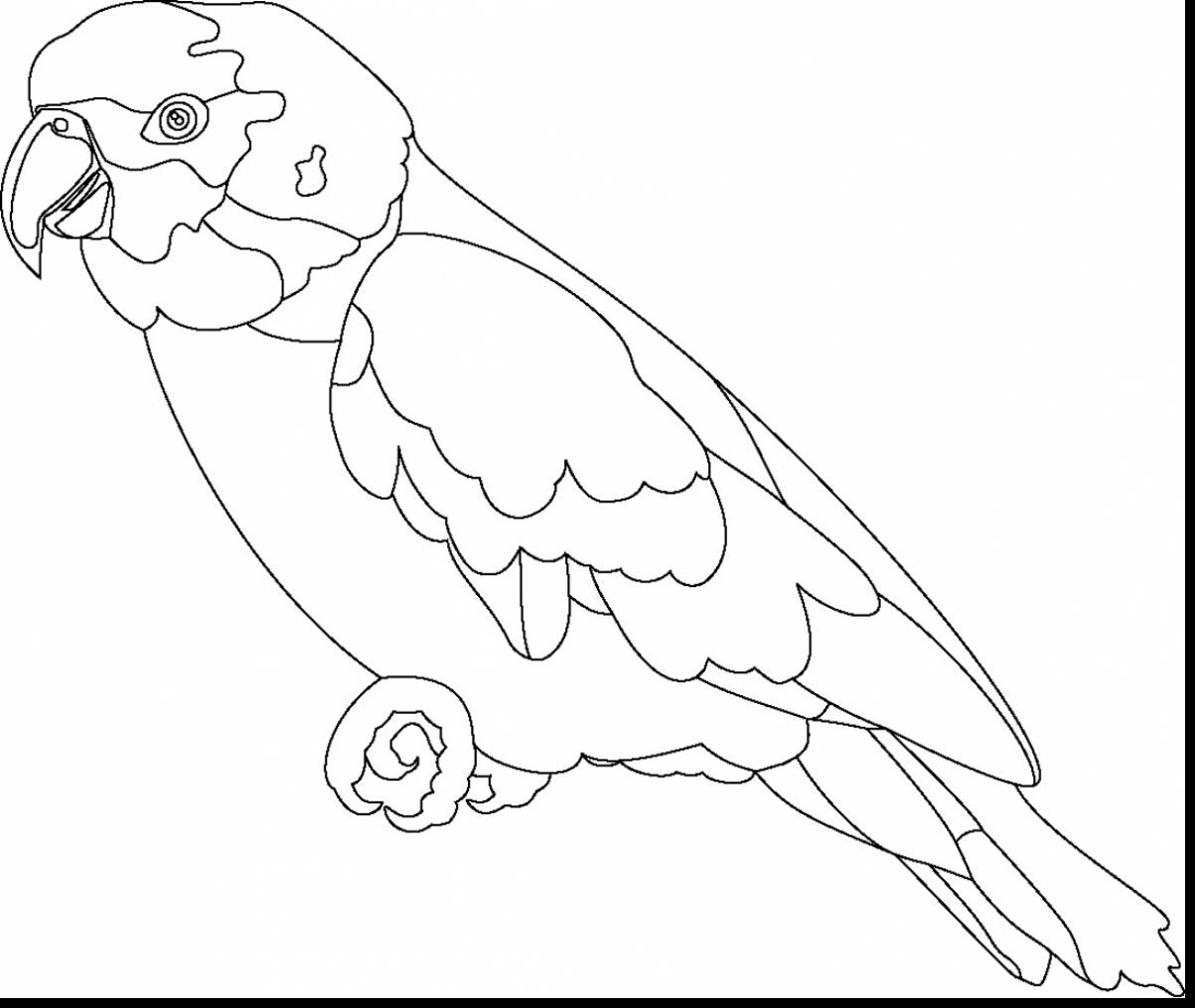 Amazon Parrot coloring #17, Download drawings