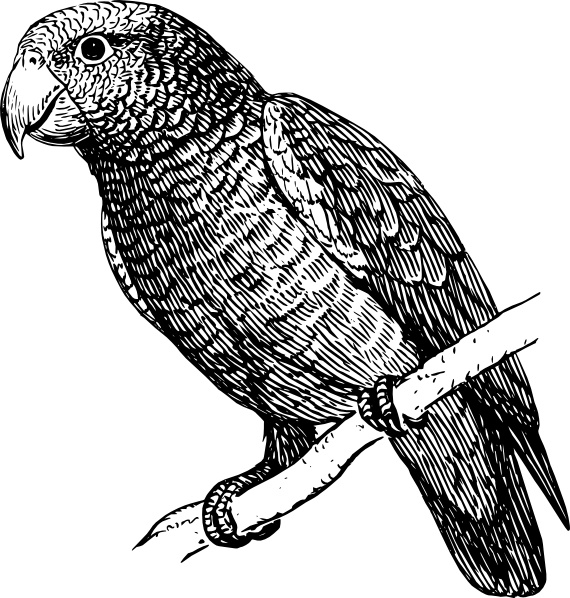 Amazon Parrot svg #6, Download drawings