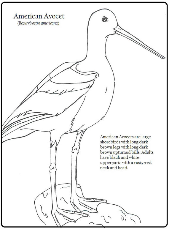 American Avocet coloring #17, Download drawings