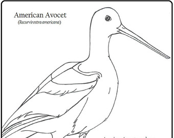 American Avocet coloring #14, Download drawings